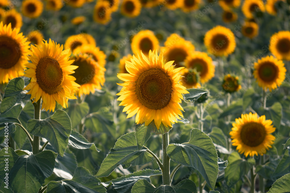Obraz premium field of sunflowers