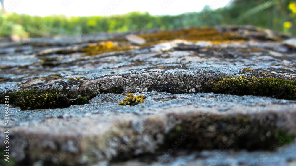 Moss on stone Moss on stone