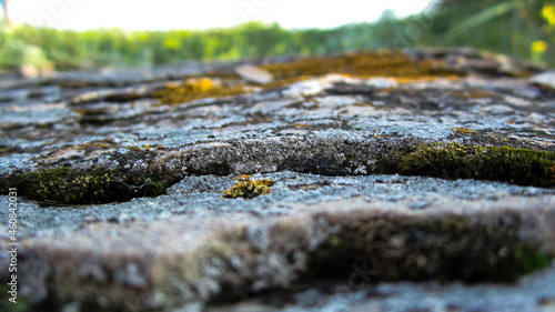 Moss on stone