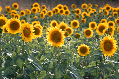 field of sunflowers