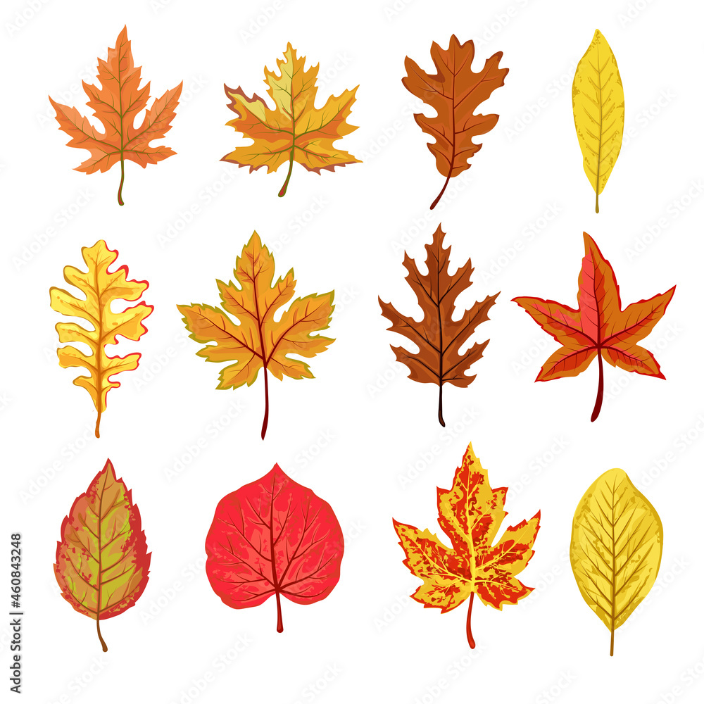 A collection of fallen autumn leaves of different shapes and colors A collection of fallen autumn leaves of different shapes and colors