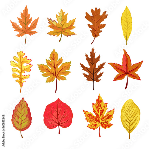 A collection of fallen autumn leaves of different shapes and colors