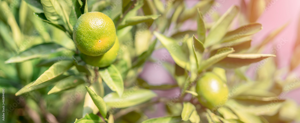 frische pralle Limetten hängen am Strauch frische pralle Limetten hängen am Strauch
