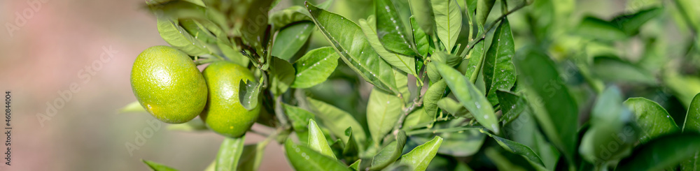 frische pralle Limetten hängen am Strauch frische pralle Limetten hängen am Strauch