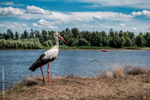 live stork on the river bank