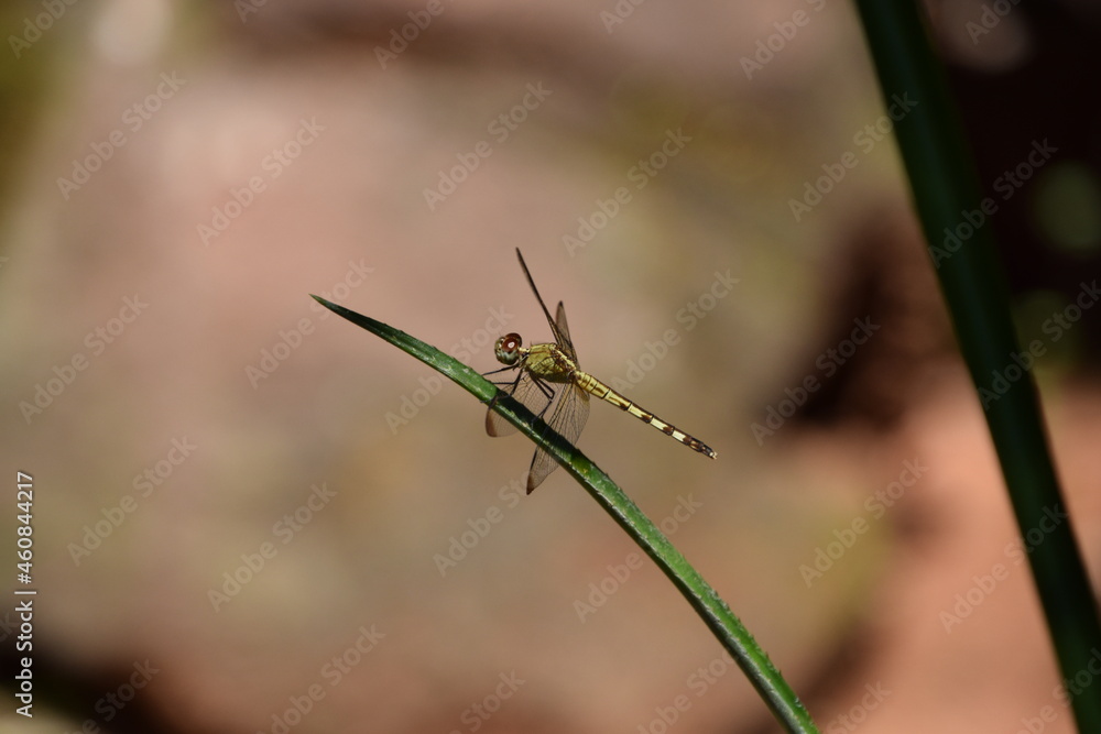 close up common dragonfly over pineapple stem with stone background close up common dragonfly over pineapple stem with stone background