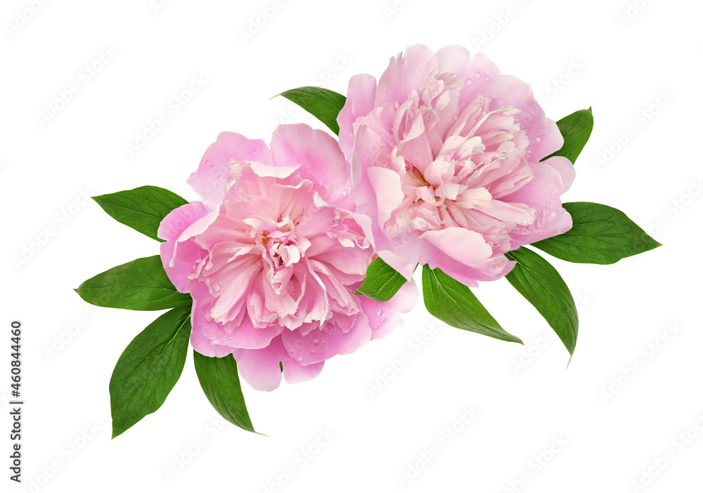 Pink peony flowers and green leaves in a floral arrangement isolated - obrazy, fototapety, plakaty 