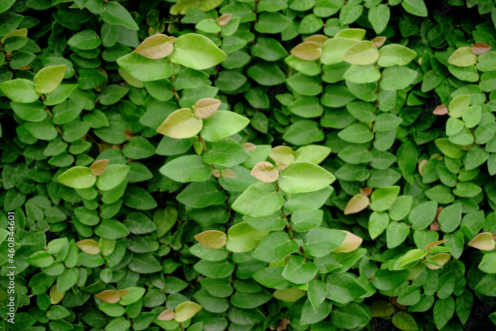 Green plant outdoor garden, leaf tree summer background Green plant outdoor garden, leaf tree summer background
