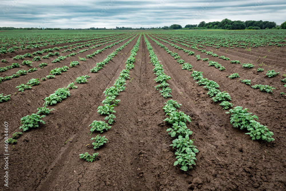 rows of young sprouted potato