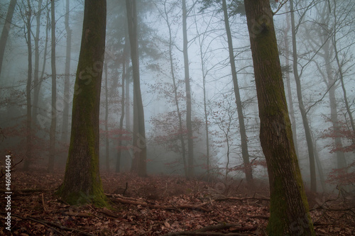 cold morning fog in a german beech forest in the winter months