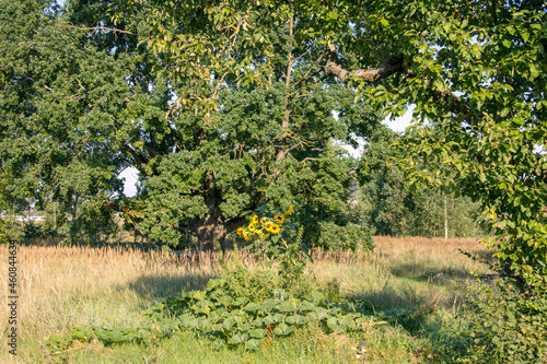 Sunny summer warm landcape nature with rtees and sunflowers photo