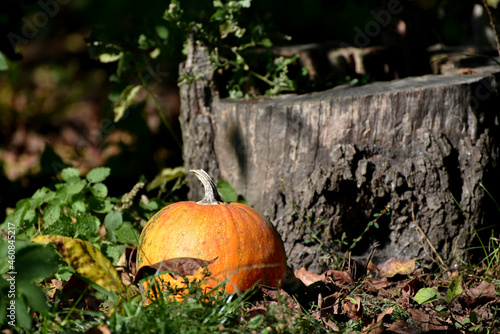 Ripe pumpkin , autumn banner photo