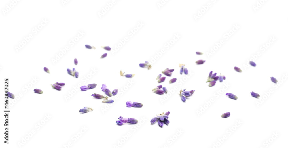 Fresh lavender, scattered purple flower isolated on white background