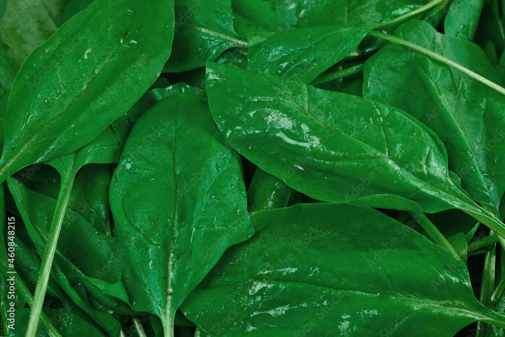 Fototapeta premium Fresh spinach leaves as background.