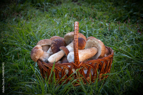 basket with cep mushrooms