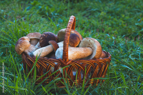 basket with cep mushrooms in grass