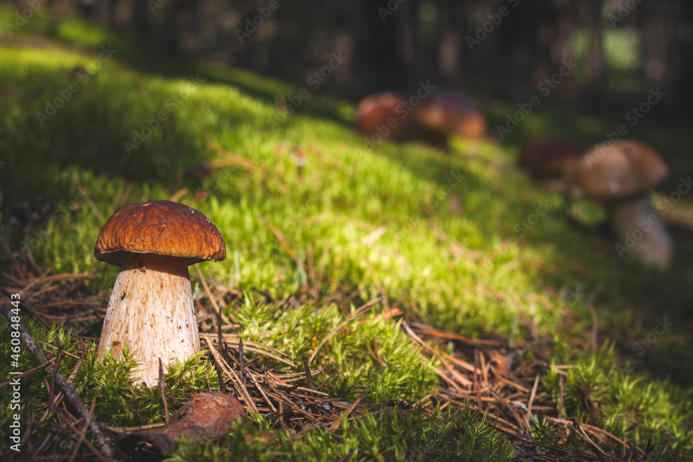 brown cap porcini mushrooms in moss brown cap porcini mushrooms in moss