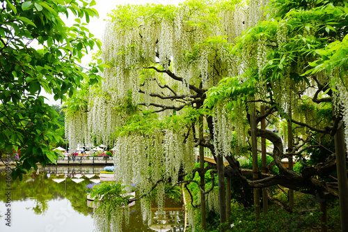 White wisteria blooming in the park in Japan photo