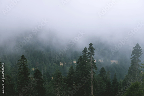 View of the forest from the mountain. Fog. Pine tree forest on sunset. The Caucasus Mountains. Sochi district, Russia. Fantastic view of the tops of mountain ridge above the clouds