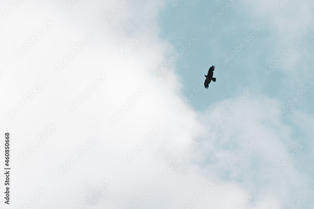 Pájaro volando cielo nublado
