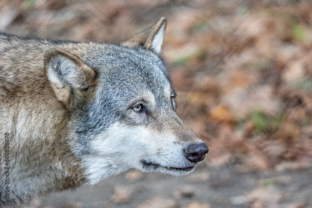 gray wolf 