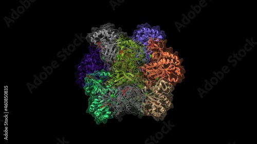 Crystal structure of human glutamine synthetase in complex with ADP (red) and methionine sulfoximine phosphate. Animated 3D cartoon and Gaussian surface models, PDB 2qc8, black background photo