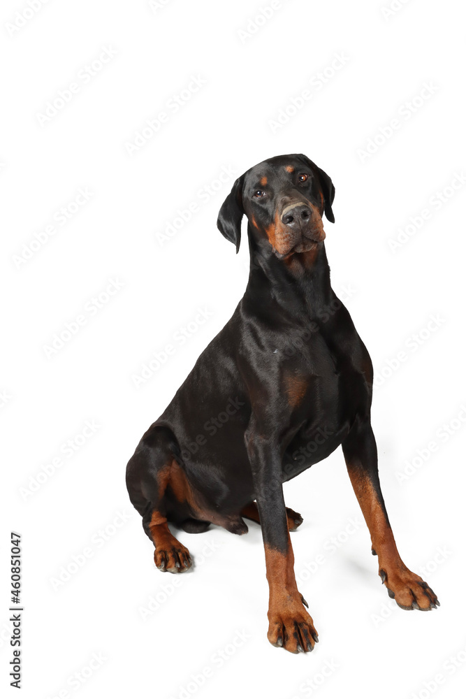large doberman with long tail and ears sitting isolated on a white background large doberman with long tail and ears sitting isolated on a white background
