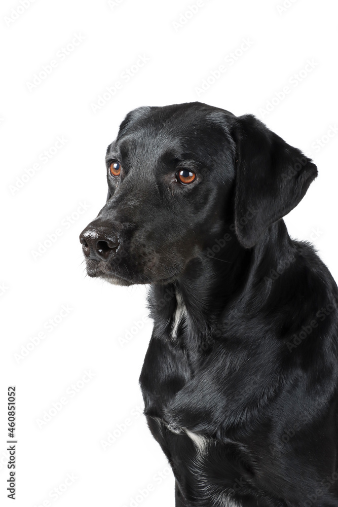 black labrador portrait isolated on white 