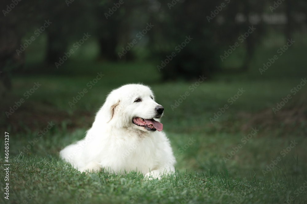 Beautiful maremma sheepdog. Big white fluffy dog breed maremmano abruzzese shepherd lying in the grass Beautiful maremma sheepdog. Big white fluffy dog breed maremmano abruzzese shepherd lying in the grass