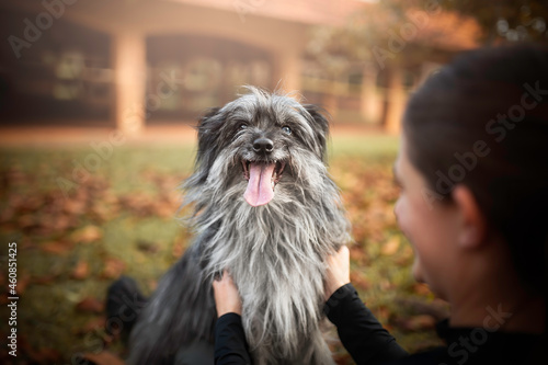 Photos Pyrenean Shepherd Dog in park
