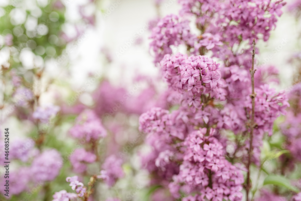 Lush bunch of fresh lilacs in the spring Lush bunch of fresh lilacs in the spring