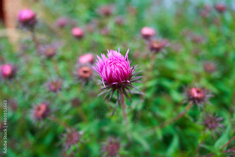 purple autumn flowers. purple autumn buds. flower bud purple autumn flowers. purple autumn buds. flower bud