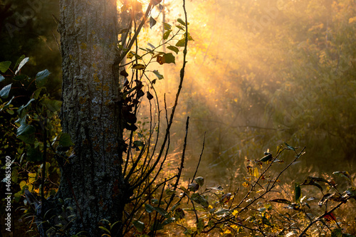 Beautiful dawn in the autumn forest. Bright sunlight rays through the trees and morning fog.