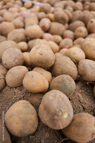 small potatoes on the background of the earth