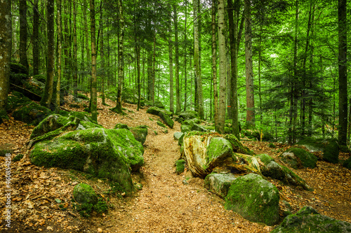Wanderweg mit Herbstlaub im Wald