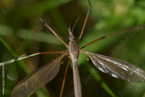 Close-up of crane fly (Tipulidae)