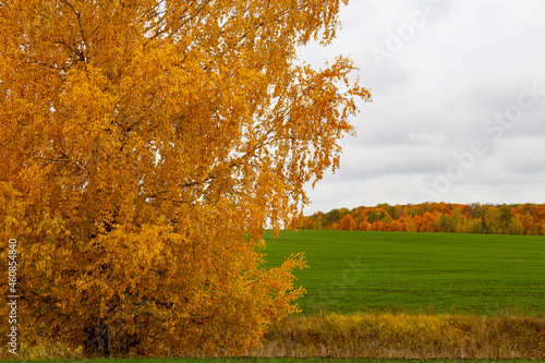 Autumn landscape. The captured part of the yellow tree stands in a green field against the background of a bright red-yellow grove of trees. Bright colors of autumn. Cloudy sky. Green grass