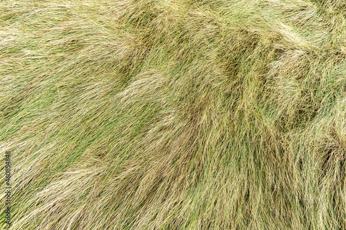 Close and texture of grass in the wind