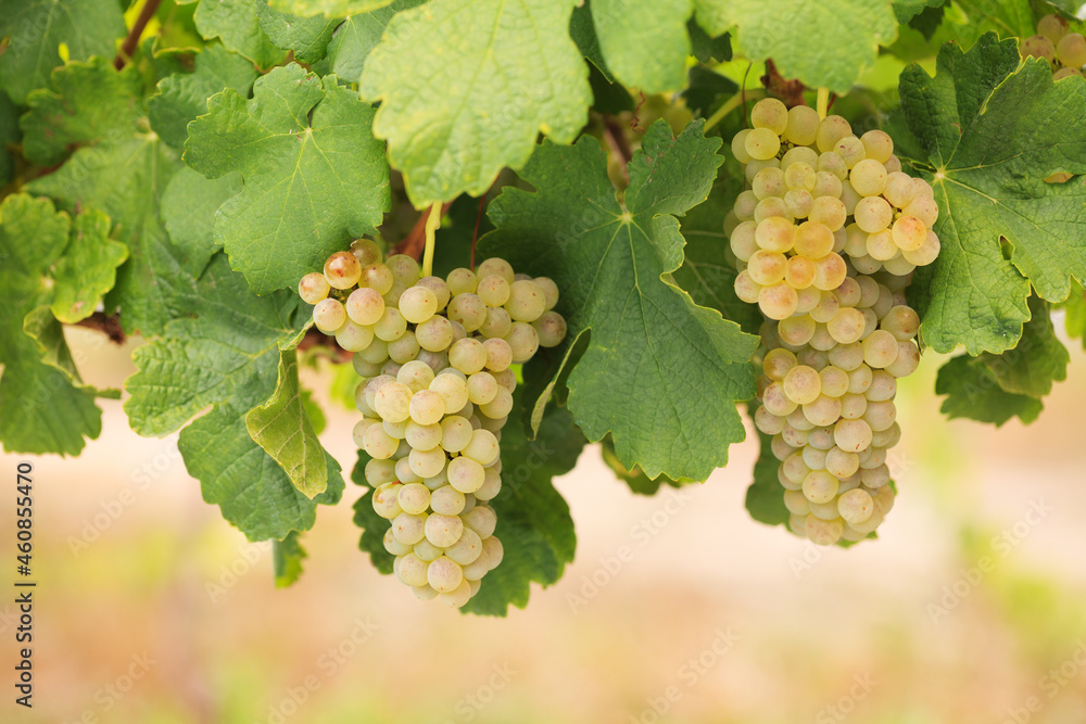 Two bunches of delicious white wine grapes on a summer vine, closeup.