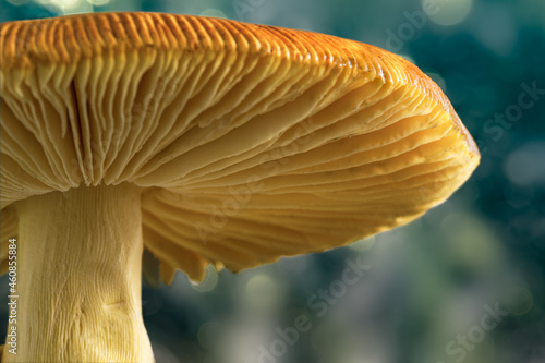 Mushroom Amanita caesarea, Caesar's mushroom in the forest