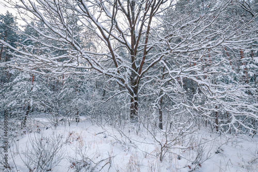 Snowy winter forest background. Oak Tree branches under white fluffy snow.