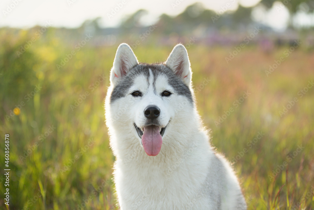 Portrait of beautiful and happy silver siberian husky dog sitting in the field at sunset. Portrait of beautiful and happy silver siberian husky dog sitting in the field at sunset.