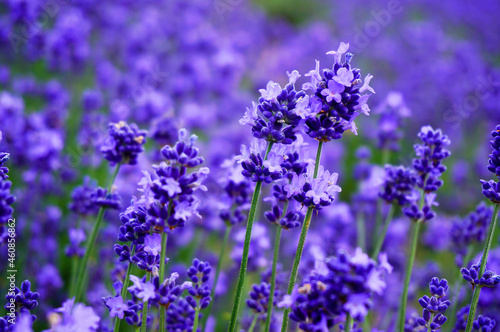 Close up of lavender flower in garden in Japan