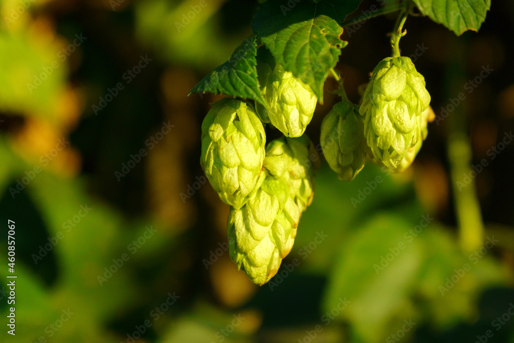 Fresh hop cones for making beer and bread close-up, agricultural background. Selective focus. Copy Space Fresh hop cones for making beer and bread close-up, agricultural background. Selective focus. Copy Space