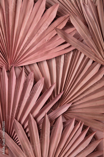 Dried pink tropical palm tree leaf boho style fashionable decoration background