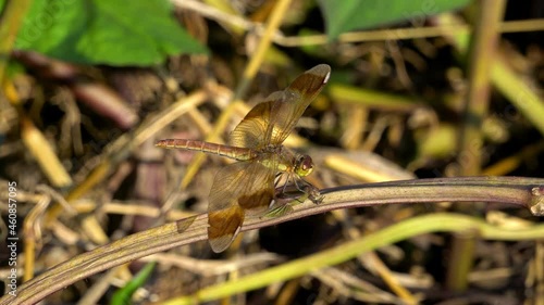 Colorful skimmer dragonfly perched on the stem of the plant and turn the head around at sunset, Resting on Plant with Winds Trembling under Breeze Wind, South Korea, Geumsan city photo