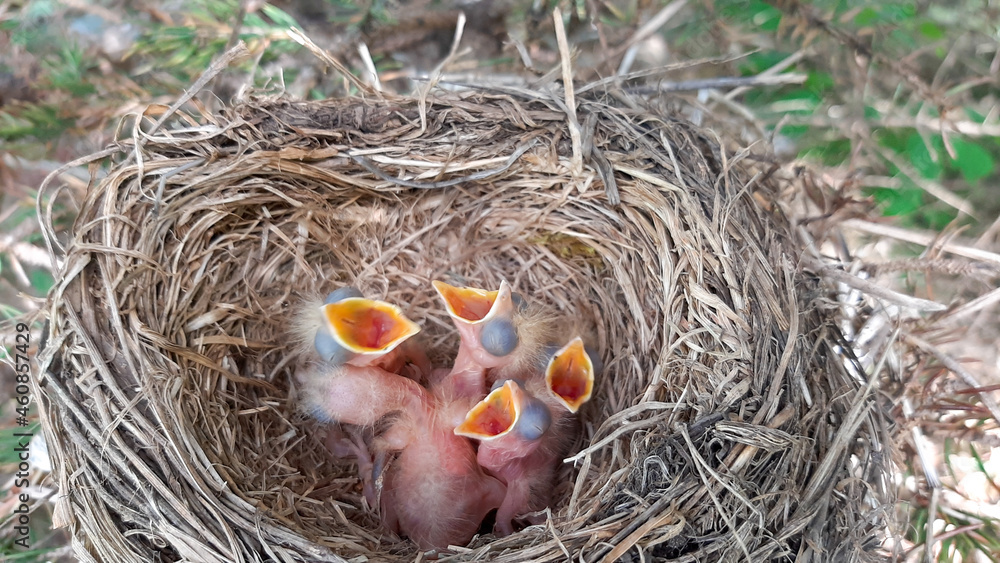 Yellow-throated thrush chicks in a nest in a tree. open their beak and ask for food Yellow-throated thrush chicks in a nest in a tree. open their beak and ask for food