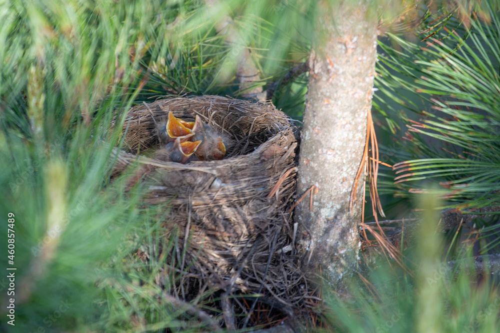 Yellow-throated thrush chicks in a nest in a tree. open their beak and ask for food Yellow-throated thrush chicks in a nest in a tree. open their beak and ask for food