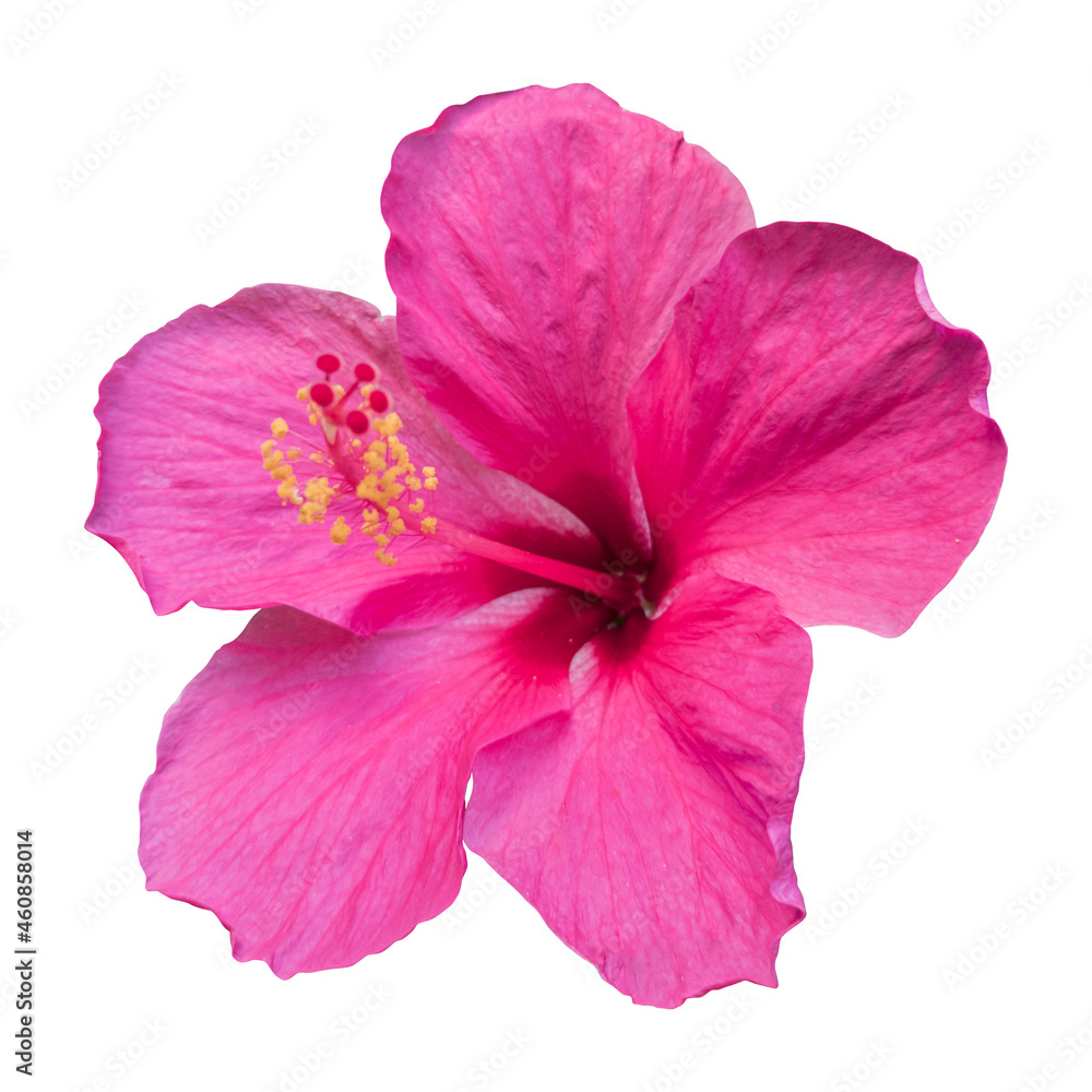 Close-up of a beautiful pink hibiscus flower isolated on white background. Close-up of a beautiful pink hibiscus flower isolated on white background.