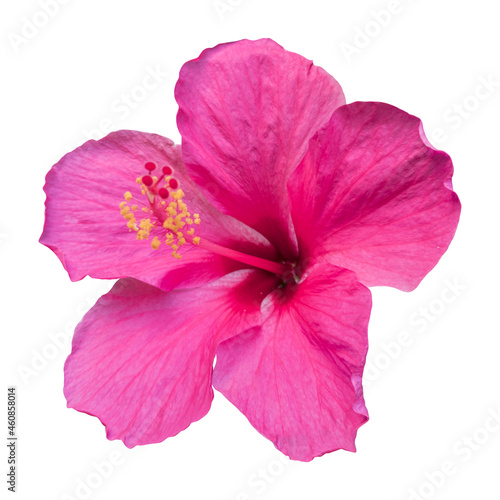 Close-up of a beautiful pink hibiscus flower isolated on white background.